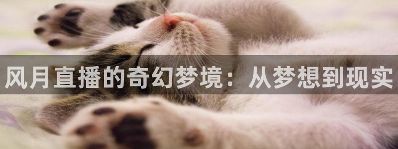雨燕360直播足球：风月直播的奇幻梦境：从梦想到现实