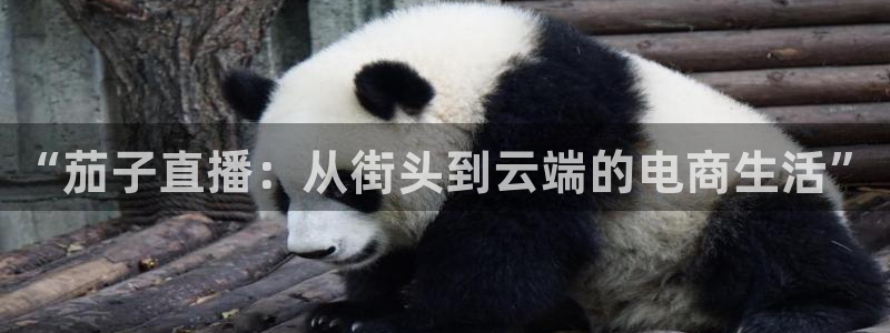 360直播吧_足球直播雨燕：“茄子直播：从街头到云端的电商生活”