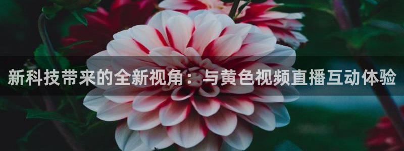 雨燕360体育直播免费观看高清：新科技带来的全新视角：与黄色视频直播互动体验